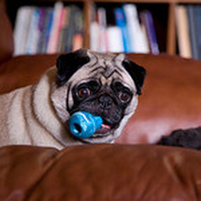 Cute Pug Dog Chewing on a Kong